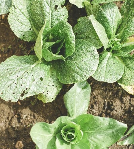 من نحن farming03 free img.jpg