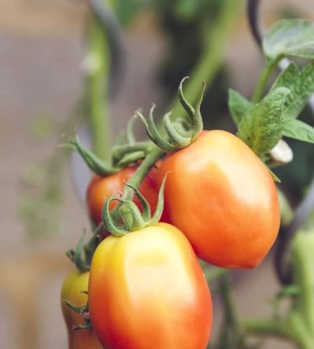 من نحن farming04 free img.jpg